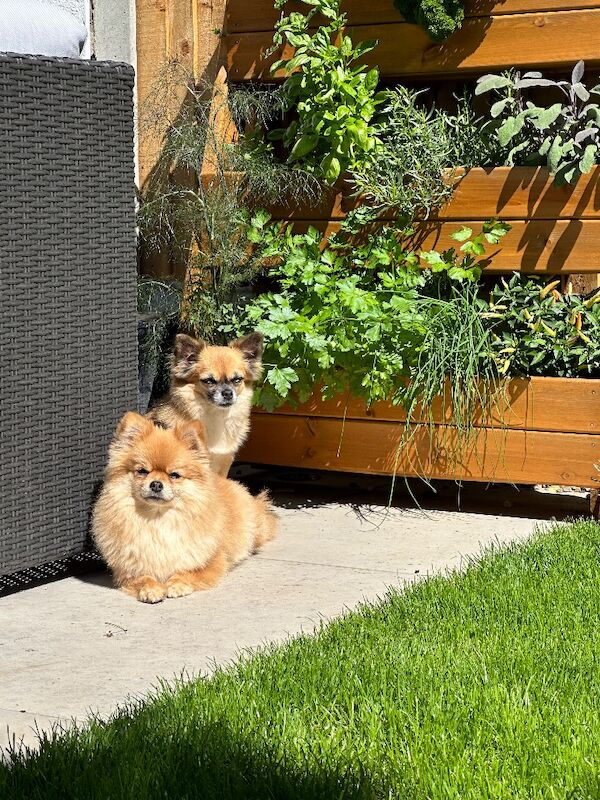 Pomeranian for adoption in Chelmsford, Essex – 4 years old - Image 3 of 3