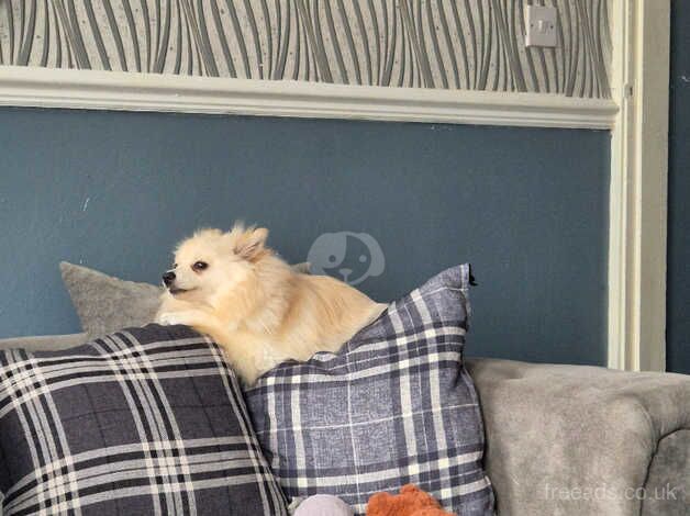 Female pom for sale in Coventry, West Midlands - Image 1