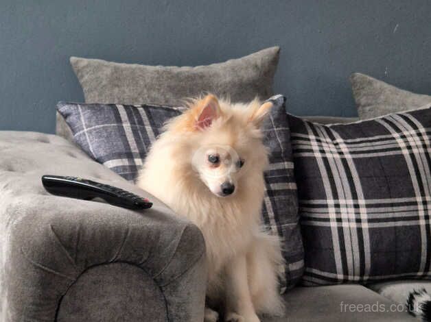 Female pom for sale in Coventry, West Midlands - Image 2