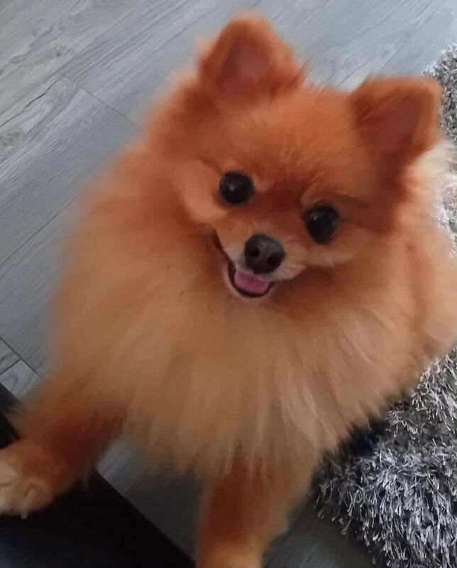 Female Pomeranian for sale in Consett, Durham