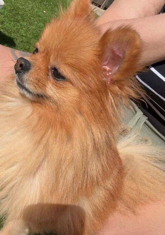 Female Pomeranian for sale in Consett, Durham | Image 2