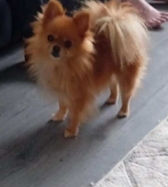 Female Pomeranian for sale in Consett, Durham | Image 3