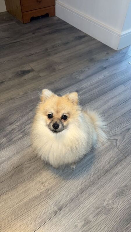 Pomeranian Puppies For Sale Under £1,000