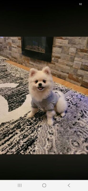Female Pomeranian Dog Italy