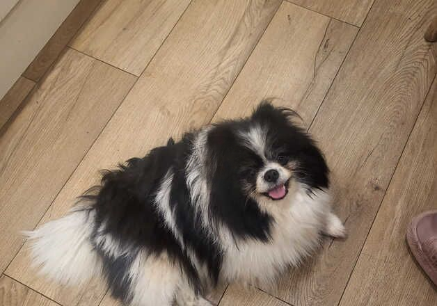 Pomeranian puppies for sale in Norwich, Norfolk – 3 years old - Image 1 of 2