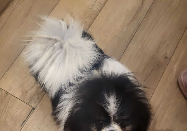 Pomeranian puppies for sale in Norwich, Norfolk – 3 years old - Image 2 of 2