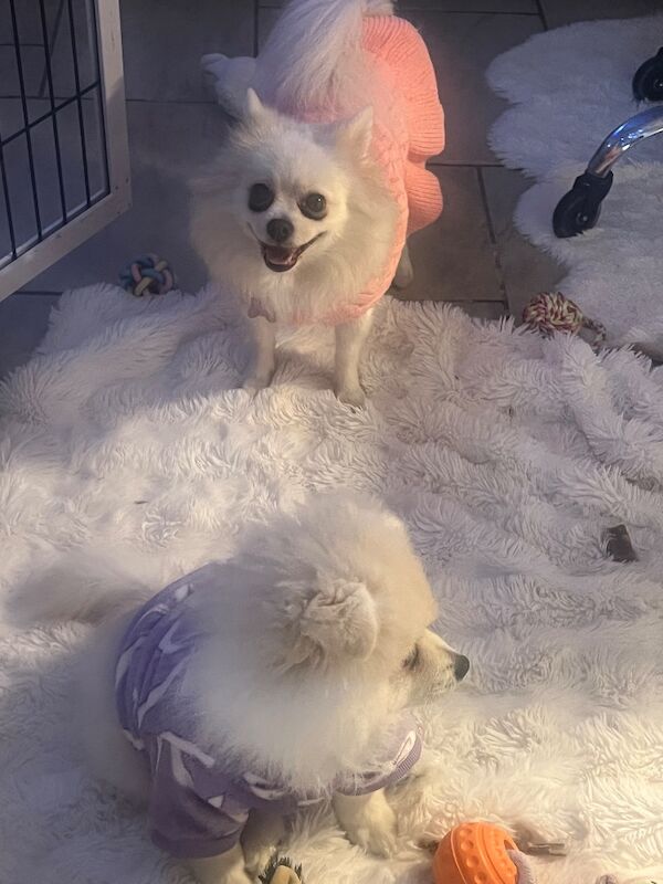 Female Pomeranian Needs Rehoming - Image 2 of 11