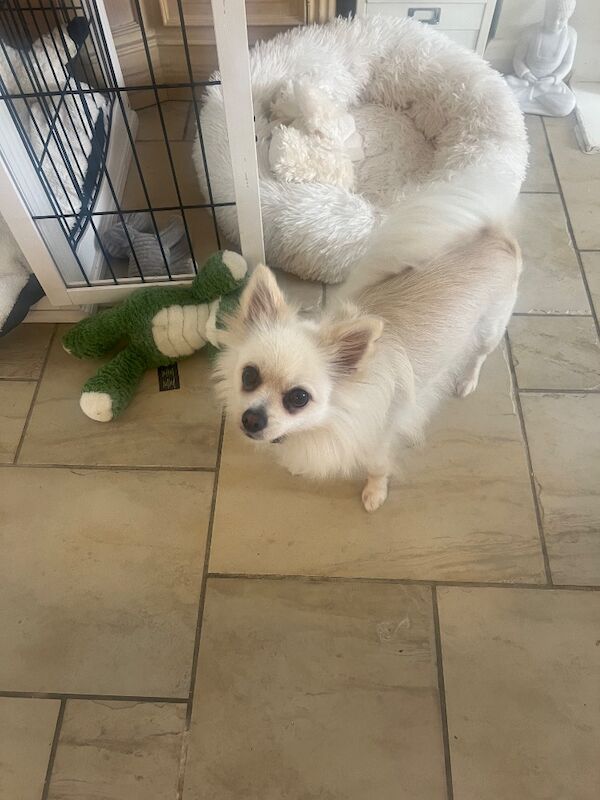 Female Pomeranian Needs Rehoming - Image 4 of 11