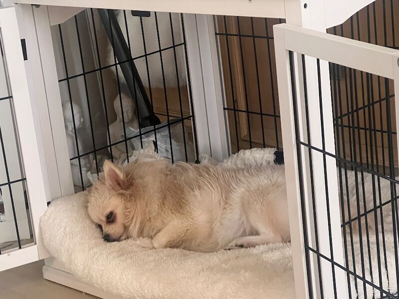 Female Pomeranian Needs Rehoming - Image 5 of 11