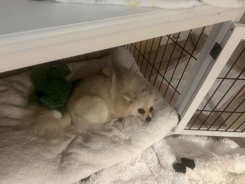 Female Pomeranian Needs Rehoming - Image 6 of 11