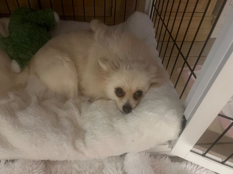 Female Pomeranian Needs Rehoming - Image 8 of 11