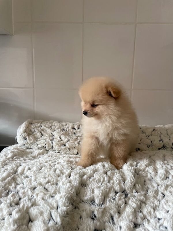 Pomeranian puppies for sale in Newthorpe, Nottinghamshire – 10 weeks old - Image 3 of 6