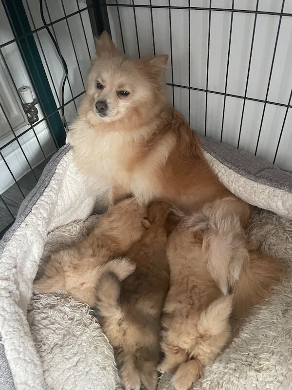 Pomeranian puppies for sale in Newthorpe, Nottinghamshire – 10 weeks old - Image 4 of 6
