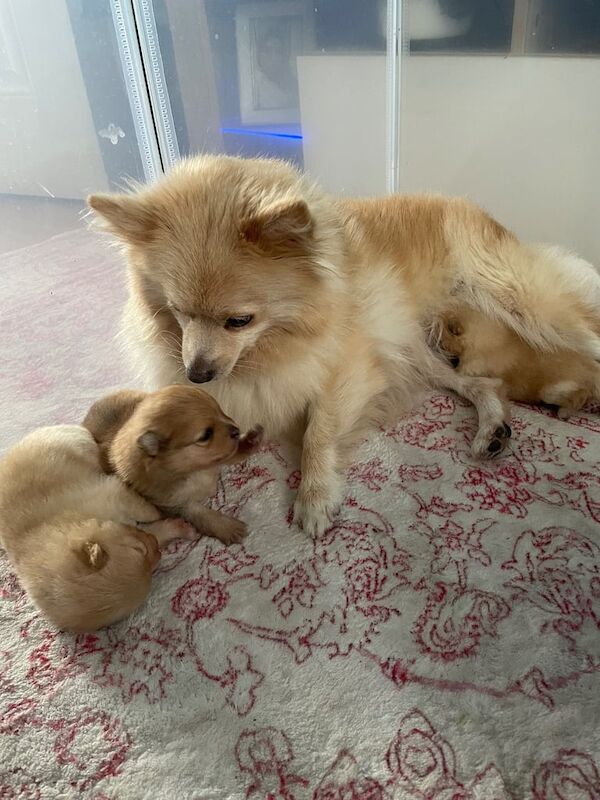 Pomeranian puppies for sale in Newthorpe, Nottinghamshire – 10 weeks old - Image 5 of 6