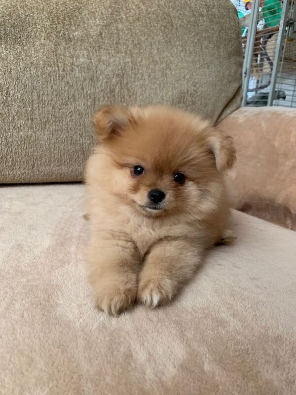 Pomeranian Puppies For Sale
