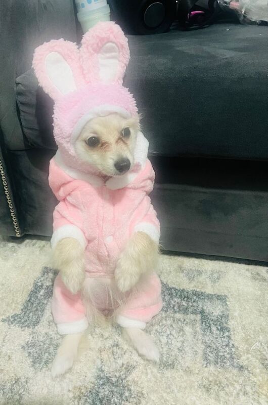 Female Pomeranian Puppy for Sale