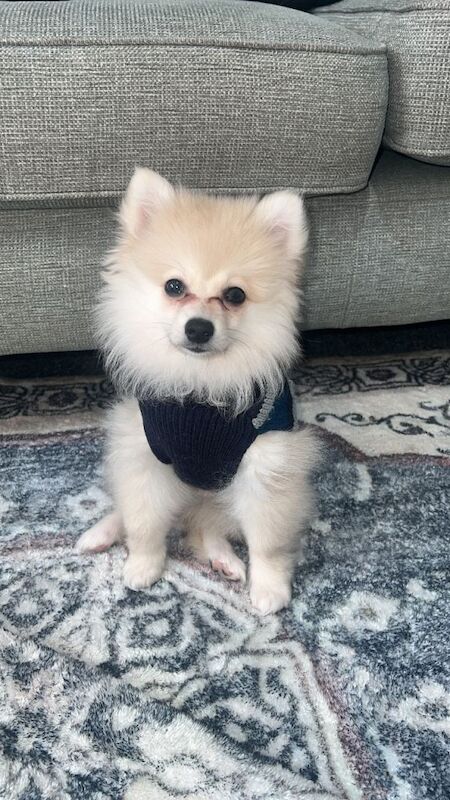 Female Pomeranian Puppy for Sale - Image 2 of 5