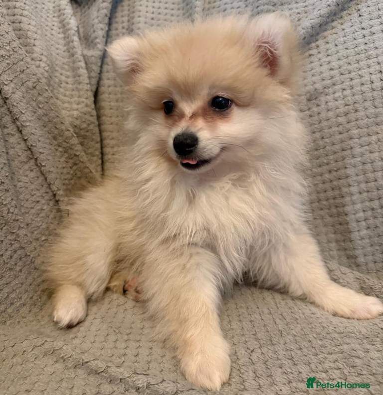 Female Pomeranian Puppy for Sale - Image 3 of 5