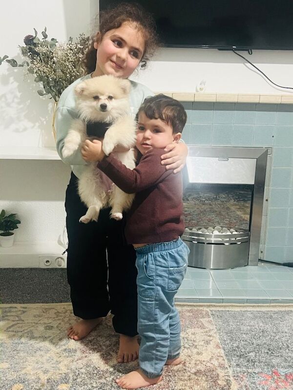 Female Pomeranian Puppy for Sale - Image 4 of 5