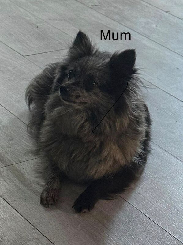 Female Pomeranian Puppy for Sale - Image 5 of 5