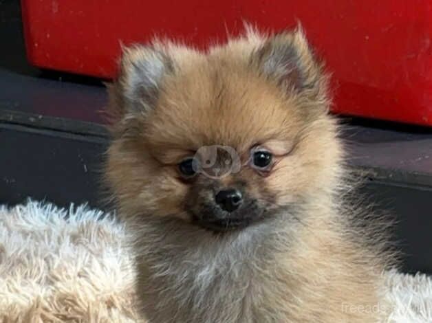 Pomeranian puppies for sale in Bishop Auckland, Durham – 1 year old - Image 2 of 5