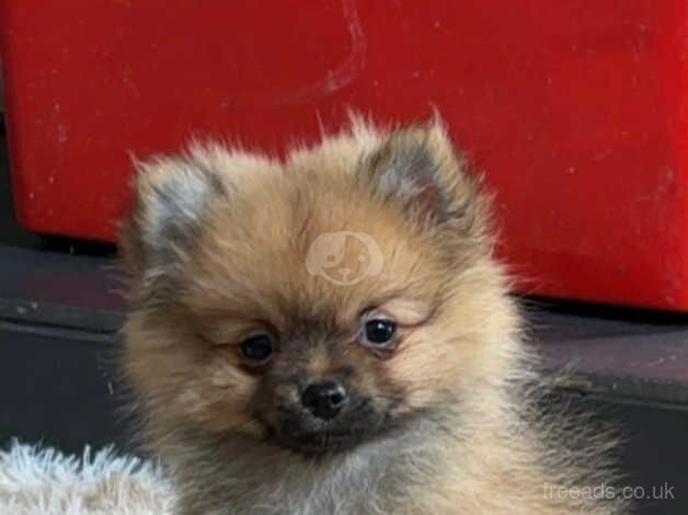 Pomeranian puppies for sale in Bishop Auckland, Durham – 1 year old - Image 3 of 5