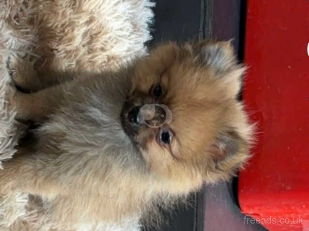 Pomeranian puppies for sale in Bishop Auckland, Durham – 1 year old - Image 4 of 5