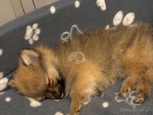 Pomeranian puppies for sale in Bishop Auckland, Durham – 1 year old - Image 5 of 5