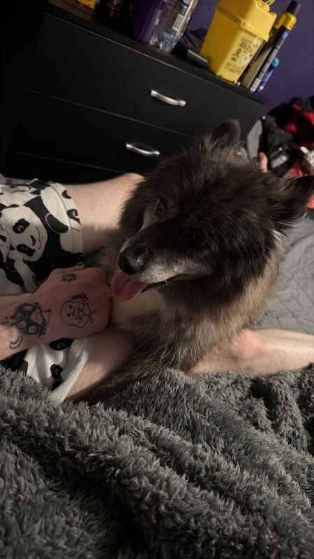 Female pomsky F2 3 years old