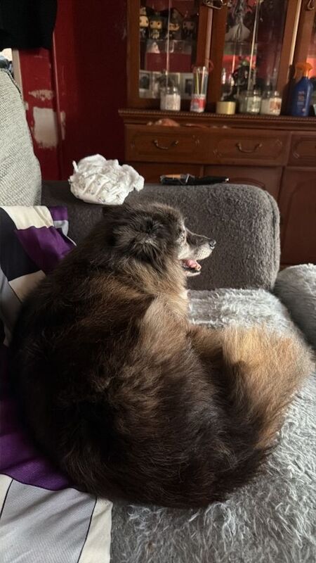 Siberian Husky
