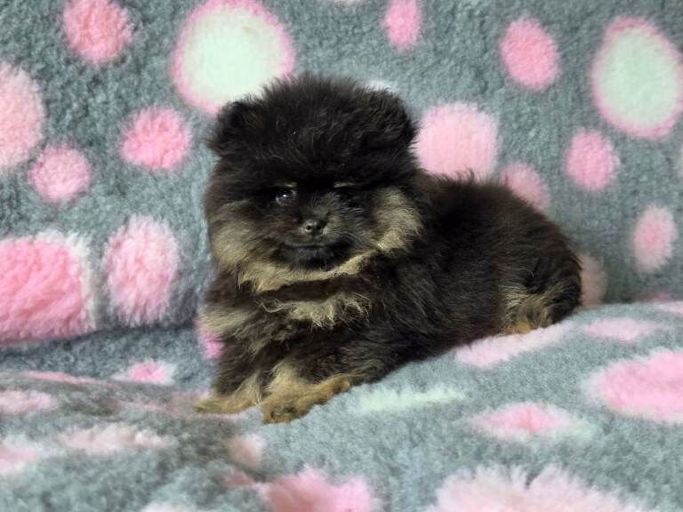 Pomeranian Puppies For Sale