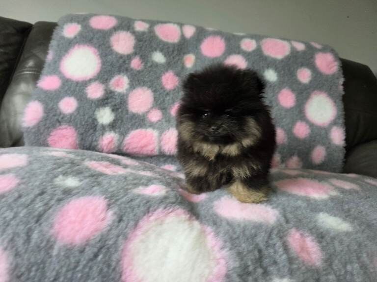 Fluffy, affectionate and beautifully compact – a little prince ready to melt hearts - Image 3 of 5