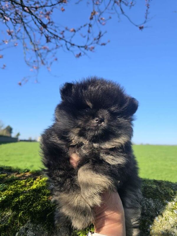 Fluffy, affectionate and beautifully compact – a little prince ready to melt hearts - Image 4 of 5