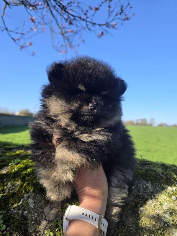 Fluffy, affectionate and beautifully compact – a little prince ready to melt hearts - Image 5 of 5