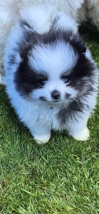 Fluffy balls of fun
