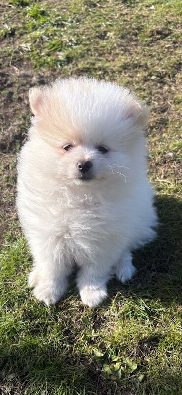 Fluffy balls of fun - Image 2 of 3