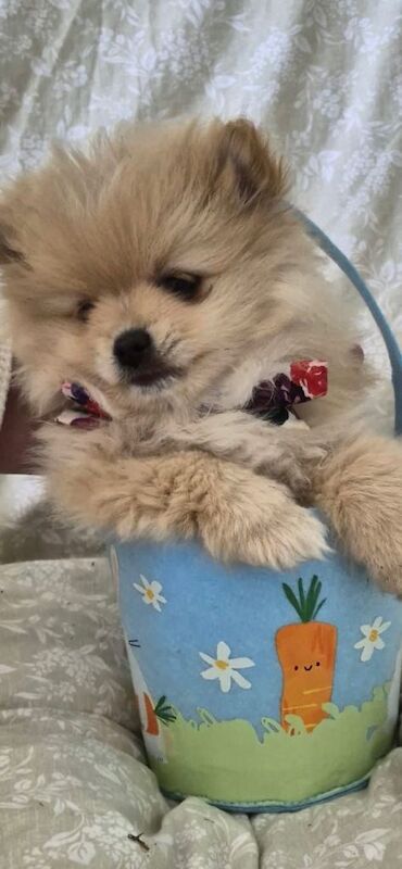 Fluffy balls of fun - Image 3 of 3