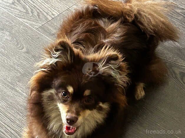 Pomeranian puppies for sale in Tividale, West Midlands – KC registered, 2 years old - Image 2 of 5