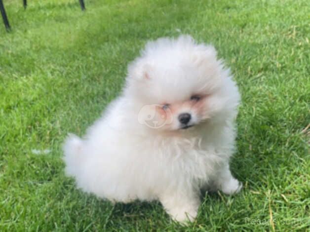 Pomeranian puppies for sale in Tamworth, Staffordshire – 1 year old - Image 2 of 5