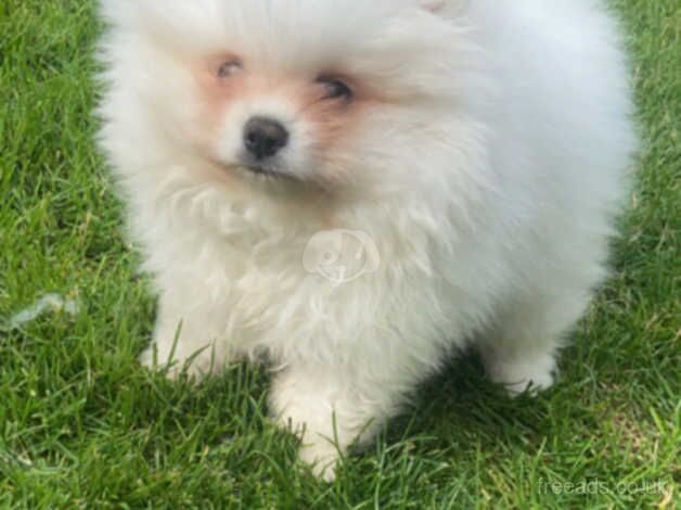 Pomeranian puppies for sale in Tamworth, Staffordshire – 1 year old - Image 3 of 5