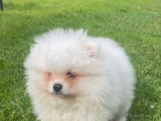 Pomeranian puppies for sale in Tamworth, Staffordshire – 1 year old - Image 4 of 5
