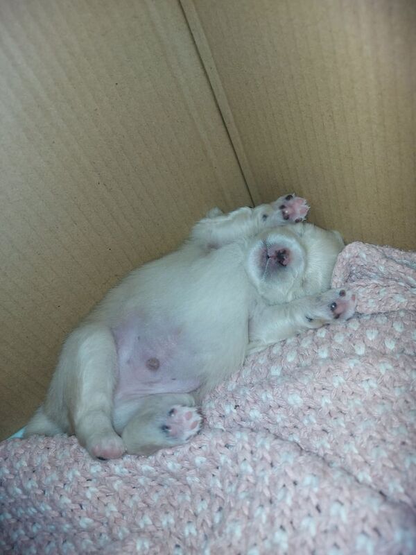 Pomeranian puppies for sale in Cambridge, Cambridgeshire – 1 year old - Image 2 of 3