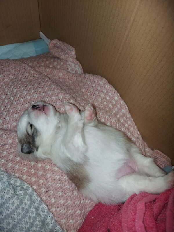 Pomeranian puppies for sale in Cambridge, Cambridgeshire – 1 year old - Image 3 of 3