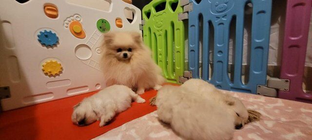 Fluffy KC registered Pomeranian Puppies for sale in Brentwood, Essex