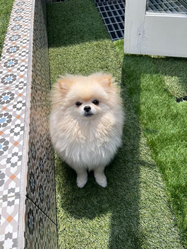 Fluffy Male Pomeranian Puppy – 6 Months Old – Child-Friendly for sale in Fulham, Greater London