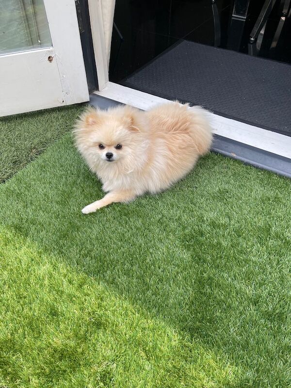 Fluffy Male Pomeranian Puppy – 6 Months Old – Child-Friendly for sale in Fulham, Greater London | Image 3