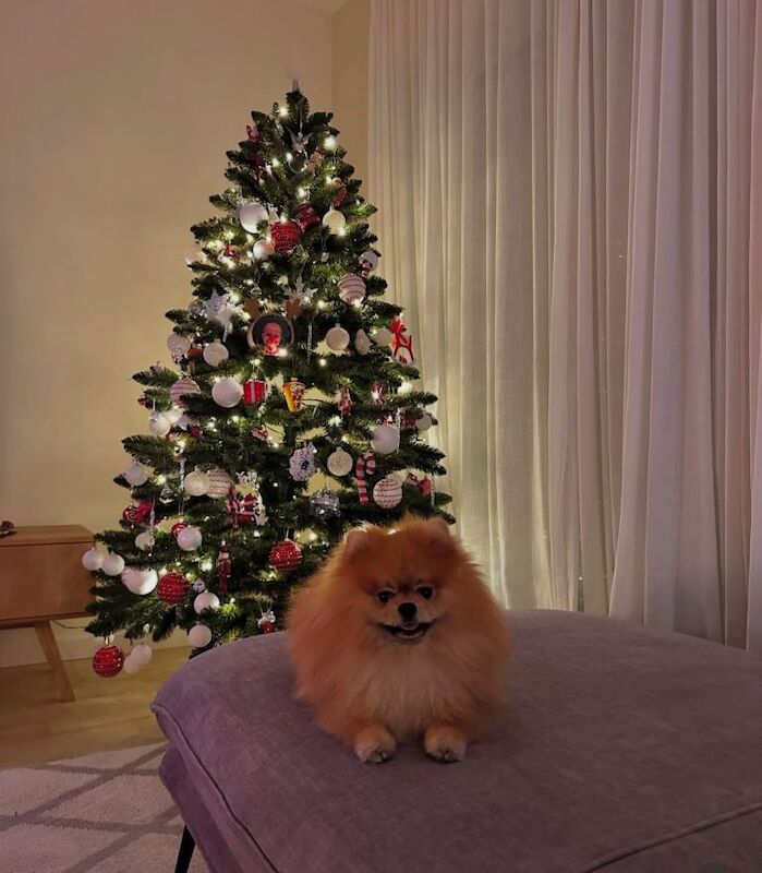 Fluffy Pomeranian Boy