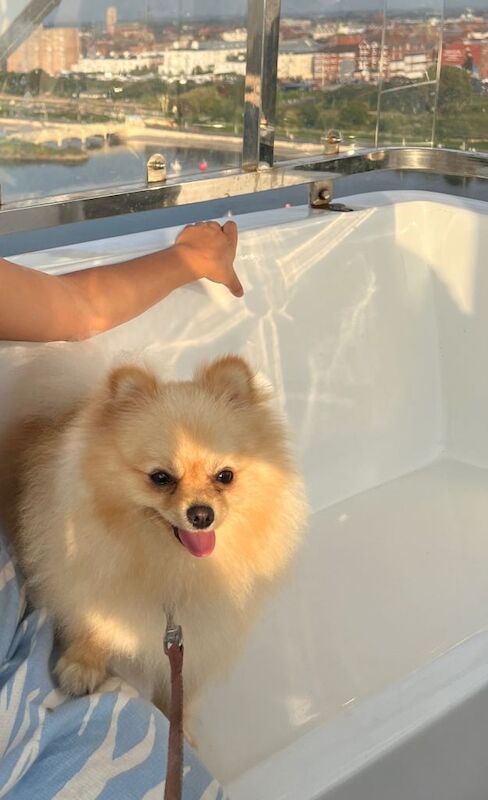 Fluffy Pomeranian Boy - Image 2 of 3