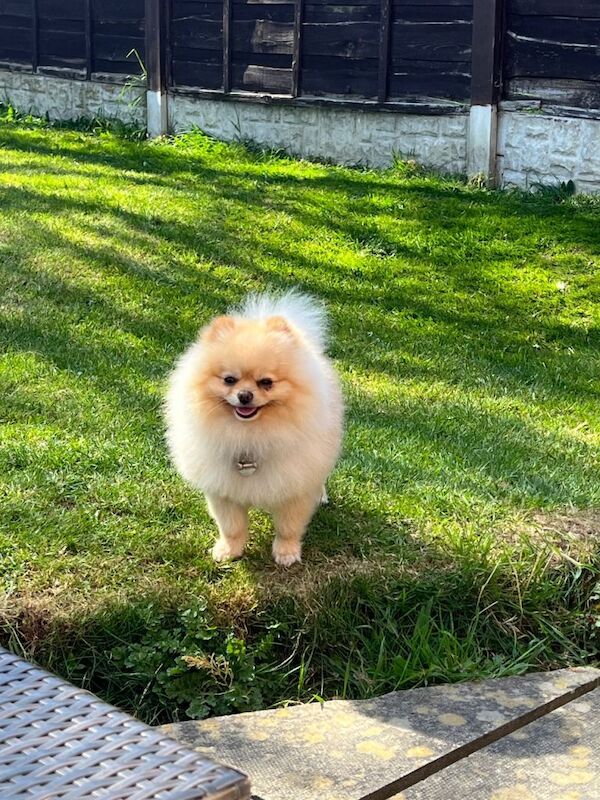 Fluffy Pomeranian Boy - Image 3 of 3