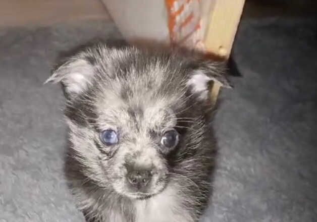 Pomeranian puppies for sale in Willenhall, West Midlands – 1 year old - Image 3 of 5